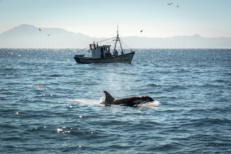 An orca swimming with a fishing boat in the background.