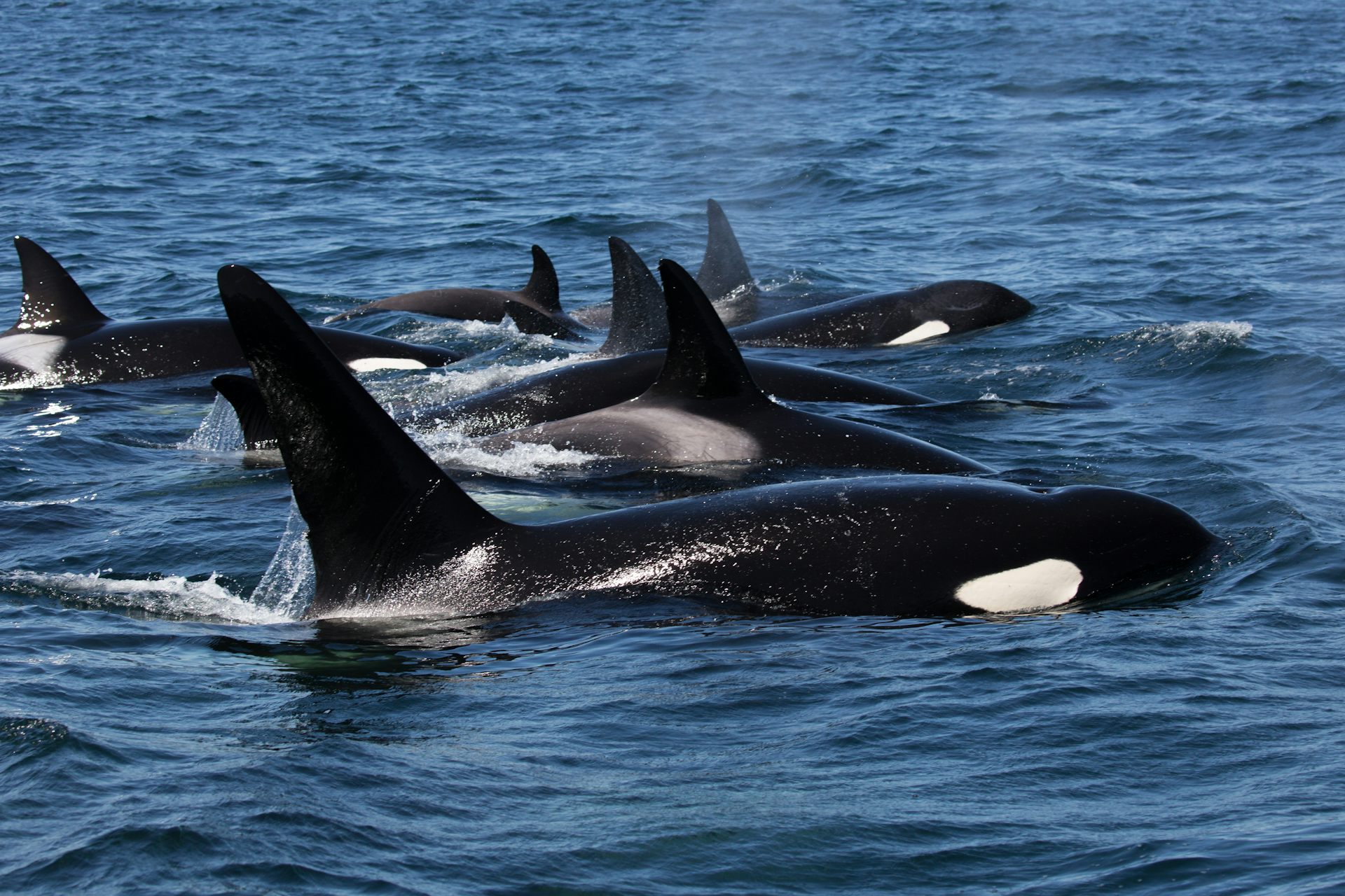 Why Are Killer Whales Attacking Boats? Expert Q&A