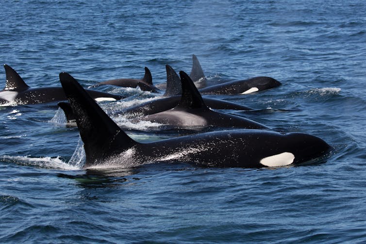 A pod of killer whales swimming side by side.