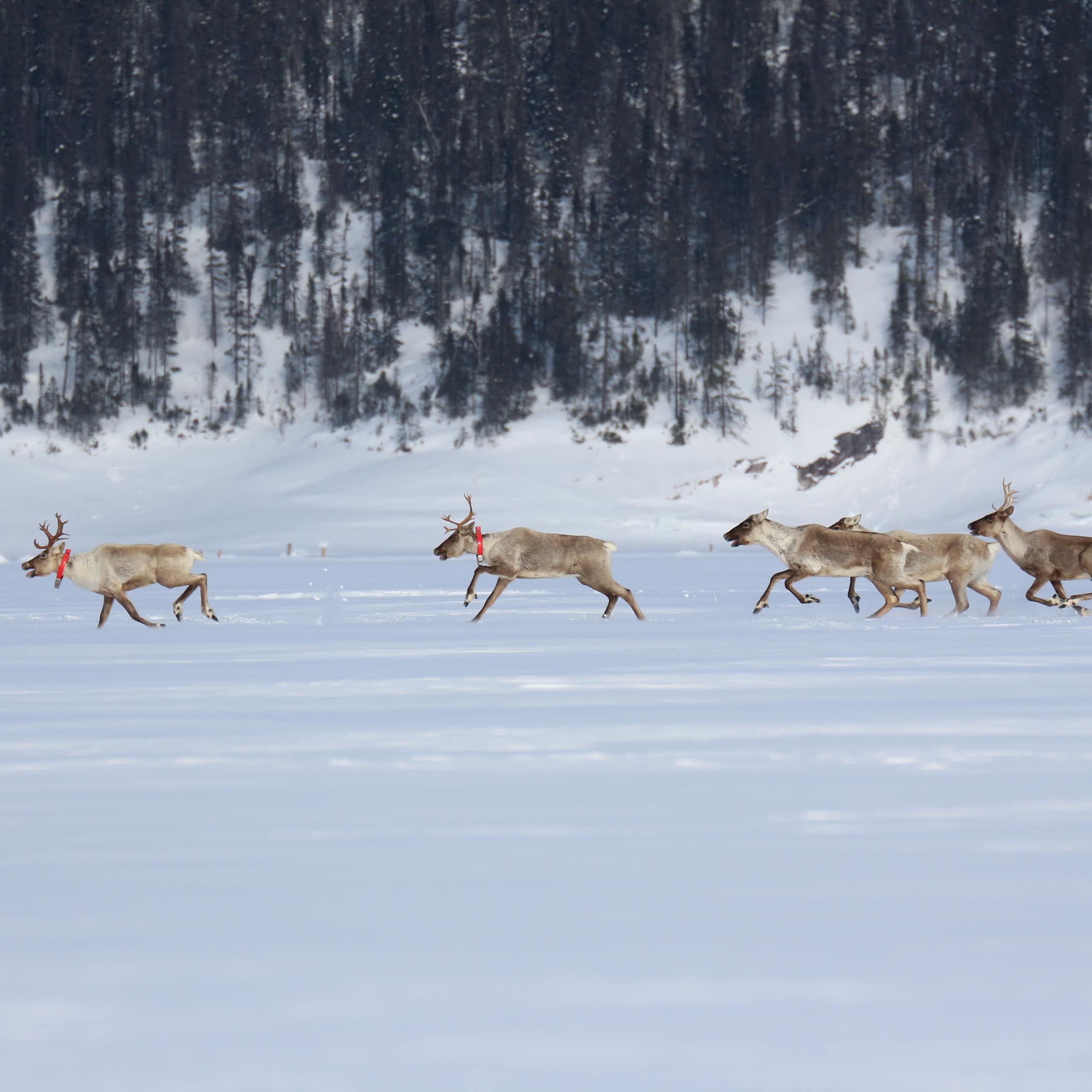 caribous dans la neige