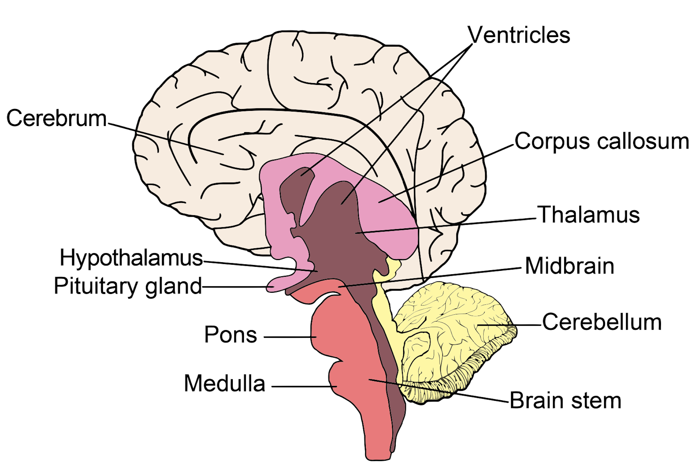 Brain structure. Мозг анатомия. Головной мозг на английском. Строение головного мозга на английском.