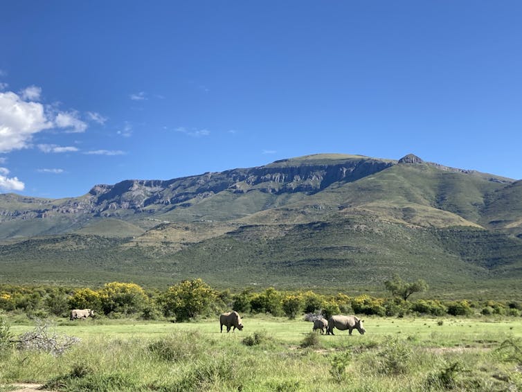 Several rhinos are seen at a distance against the backdrop of grassland and a mountain