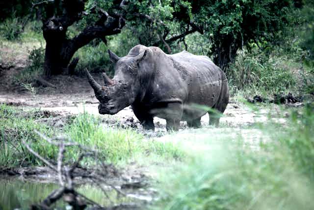 A lone rhino stands against a backdrop of trees and grass