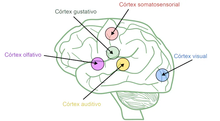 Diagrama del cerebro con las áreas sensoriales resaltadas.