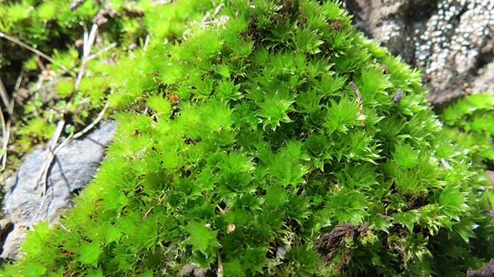 Mosses, the Ancestors of All Plants, Are Vital for the Earth's Health