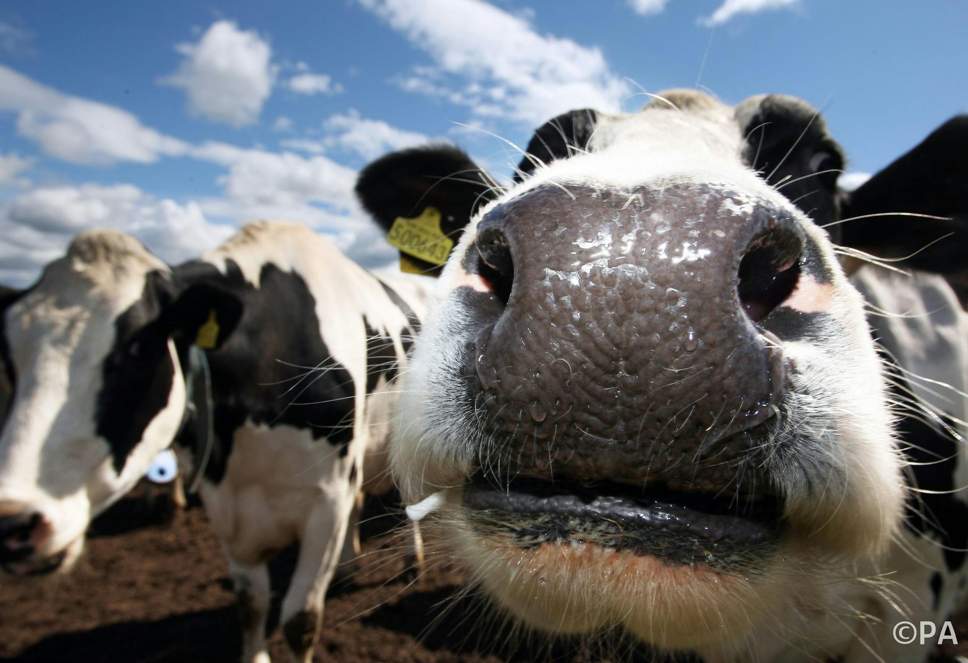 Cattle Herd Model Reveals Best Ways To Halt Spread Of TB – And A Badger ...