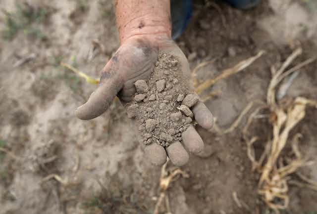 A farmer's hand hold extremely dry soil that crumbles to dust during a flash drought. Dead corn stocks are on the ground nearby.