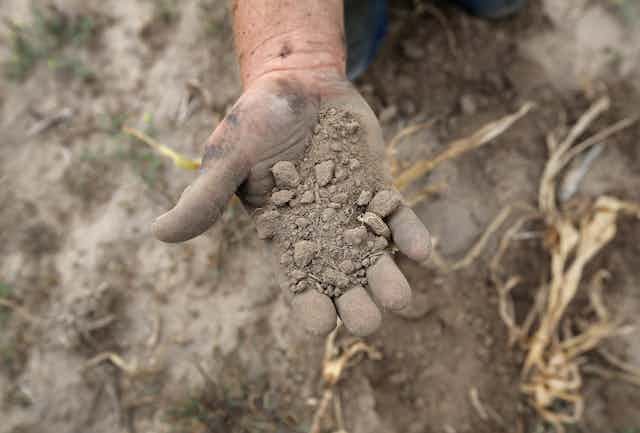 A farmer's hand hold extremely dry soil that crumbles to dust during a flash drought. Dead corn stocks are on the ground nearby. 
