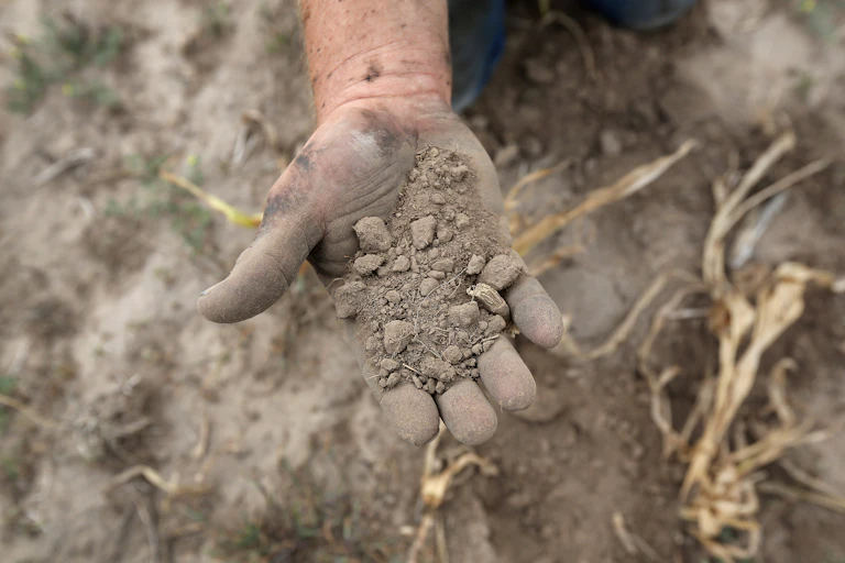 A farmer's hand hold extremely dry soil that crumbles to dust during a flash drought. Dead corn stocks are on the ground nearby.