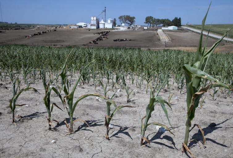 A dry field of short, sad looking corn stalks with a farm with cattle in the background.