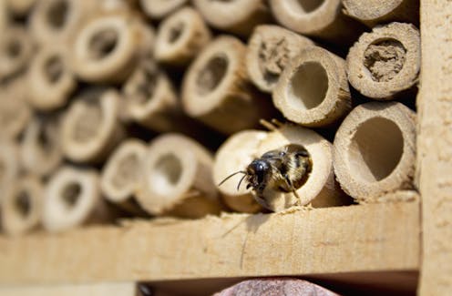 Could wildflowers and bug hotels help avert an insect apocalypse? We just don't know – yet