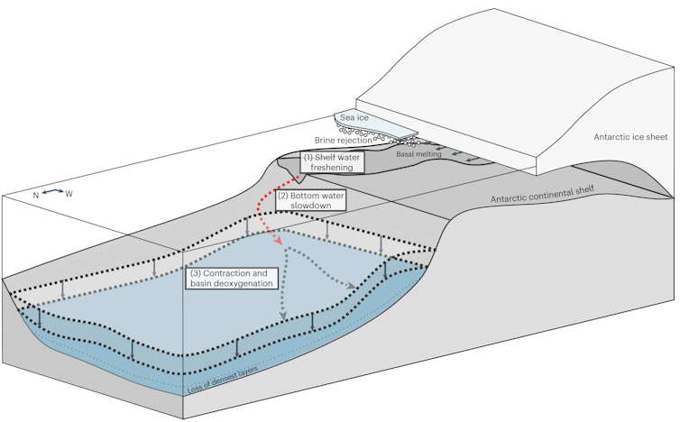 A schematic diagram summarising how and why bottom water varies in the Australian Antarctic Basin.