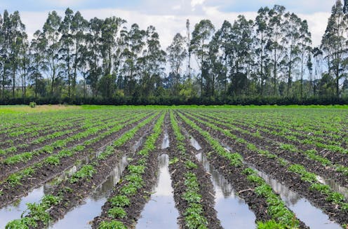 What was behind Australia's potato shortage? Wet weather and hard-to-control diseases