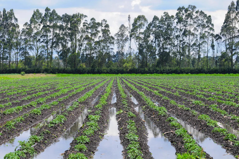 flooded potato field