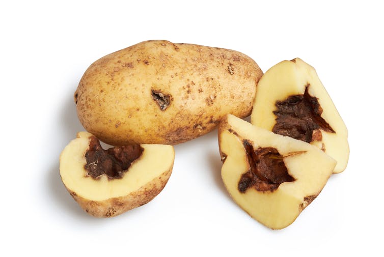 black foot rot potato