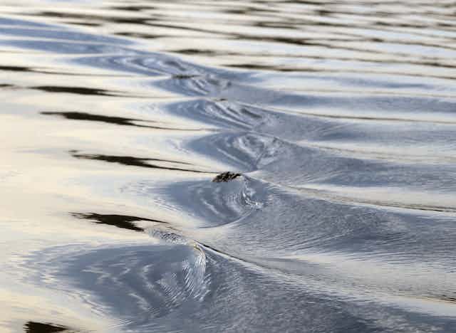 A photo showing ripples on the surface of water.