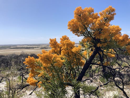 'WA's Christmas tree': what mungee, the world's largest mistletoe, can teach us about treading lightly