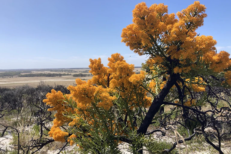 The flowering mistletoe tree (Nuytsia floribunda)