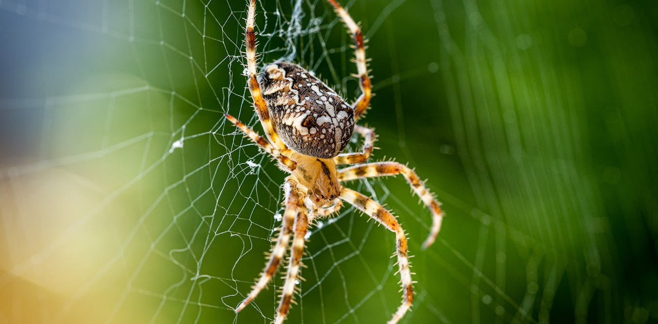 Why understanding how spiders spin silk may hold clues for