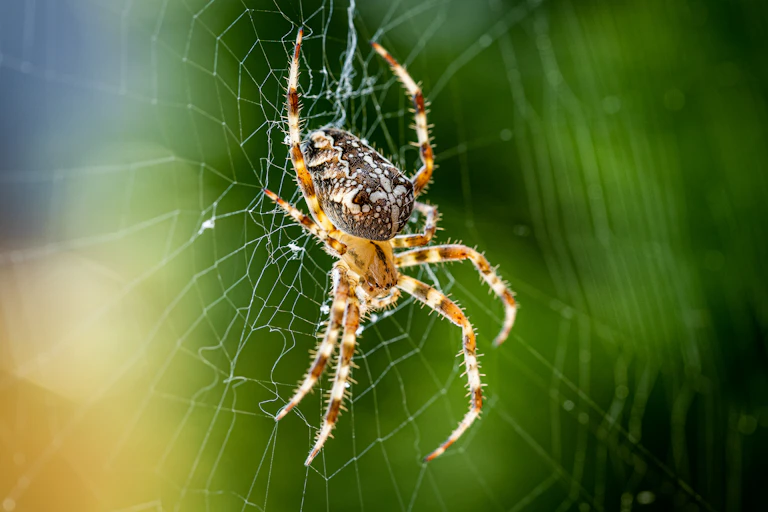 Close up macro shot of a European garden spider (cross spider, Araneus diadematus) sitting in a spider web