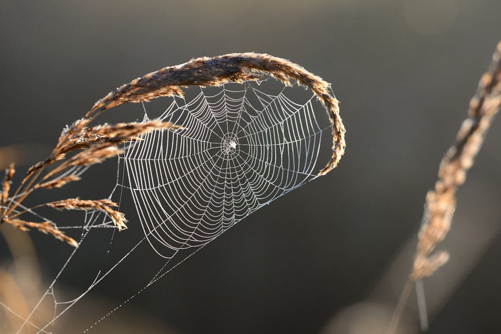 Some spiders may spin poisonous webs laced with neurotoxins