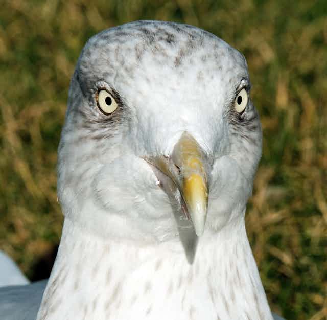 Close-up image of a herring gull at Burghead harbour.