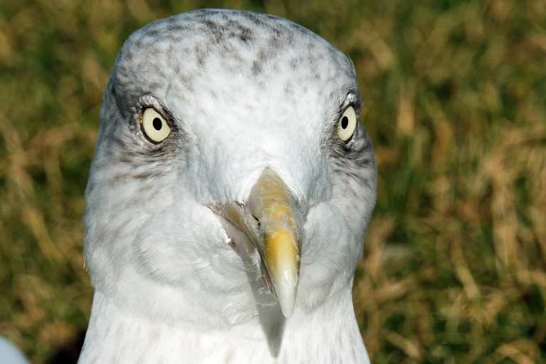 Close-up image of a herring gull at Burghead harbour.