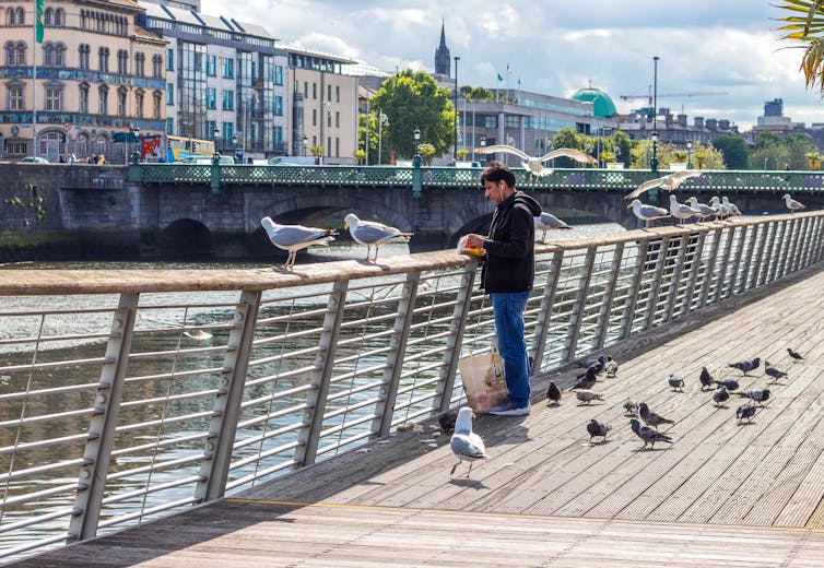 Pigeons et mouettes taquinent un homme qui mange au bord d'une rivière.