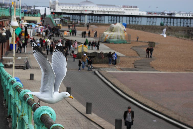 Un goéland argenté décolle d'une balustrade sur la plage de Brighton.