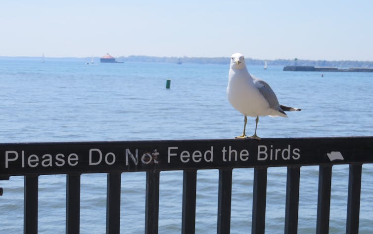 A seagull sitting on a bench marked with the text: 