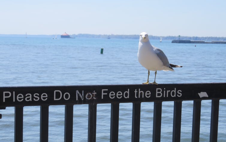 A seagull sitting on a bench marked with the text: