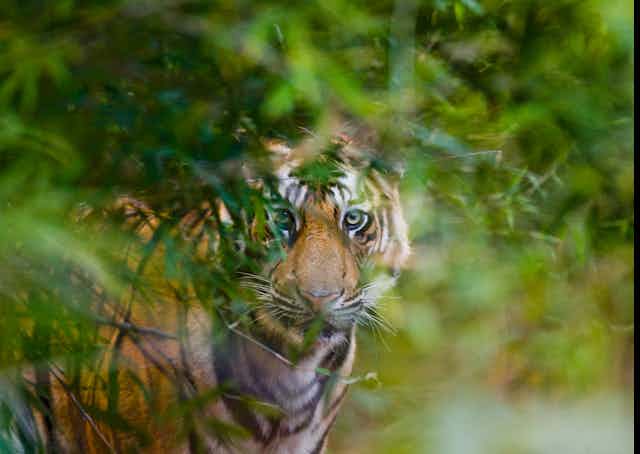 tiger hiding in forest