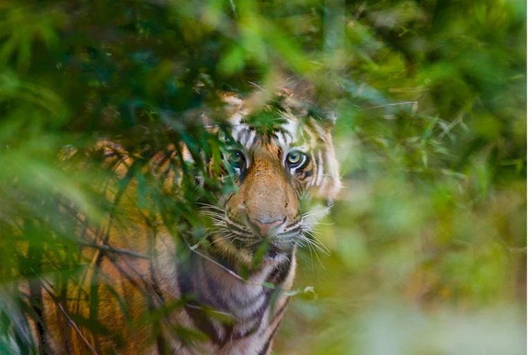 tiger hiding in forest