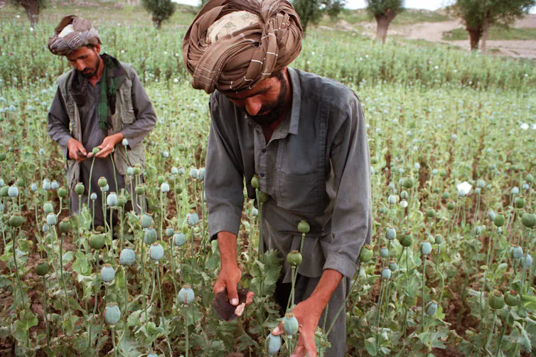 Two men harvesting opium in Afghanistan