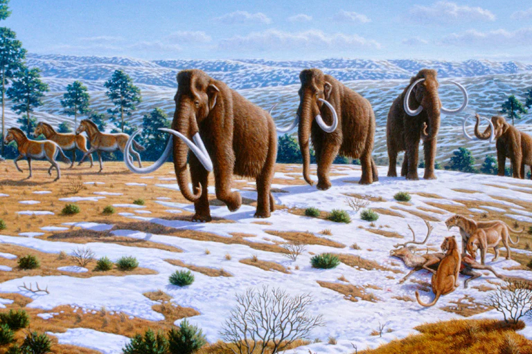 artist's rendering of wooly mammoths and other animals on a snowy landscape