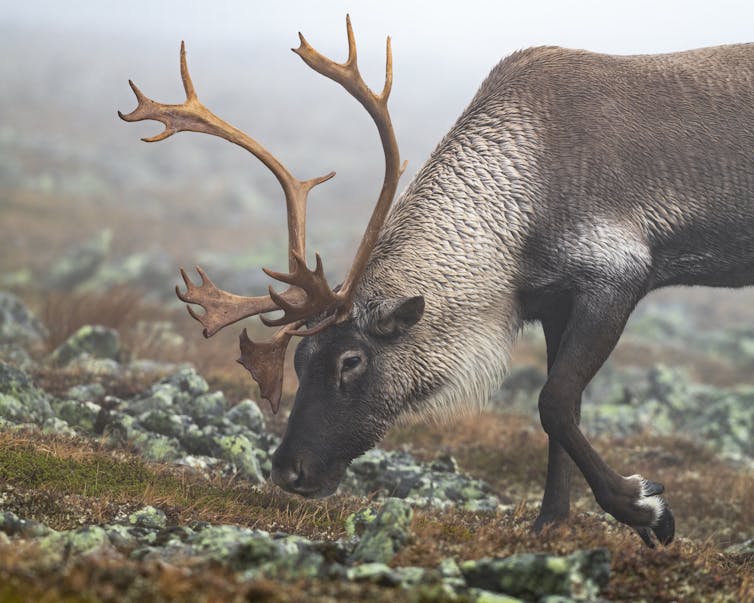 caribou grazing among lichen