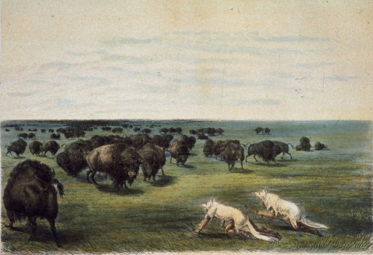 Circa 1850 artist's rendition of hunters under wolfskins approaching buffalo
