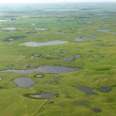 research topics related to wetlands