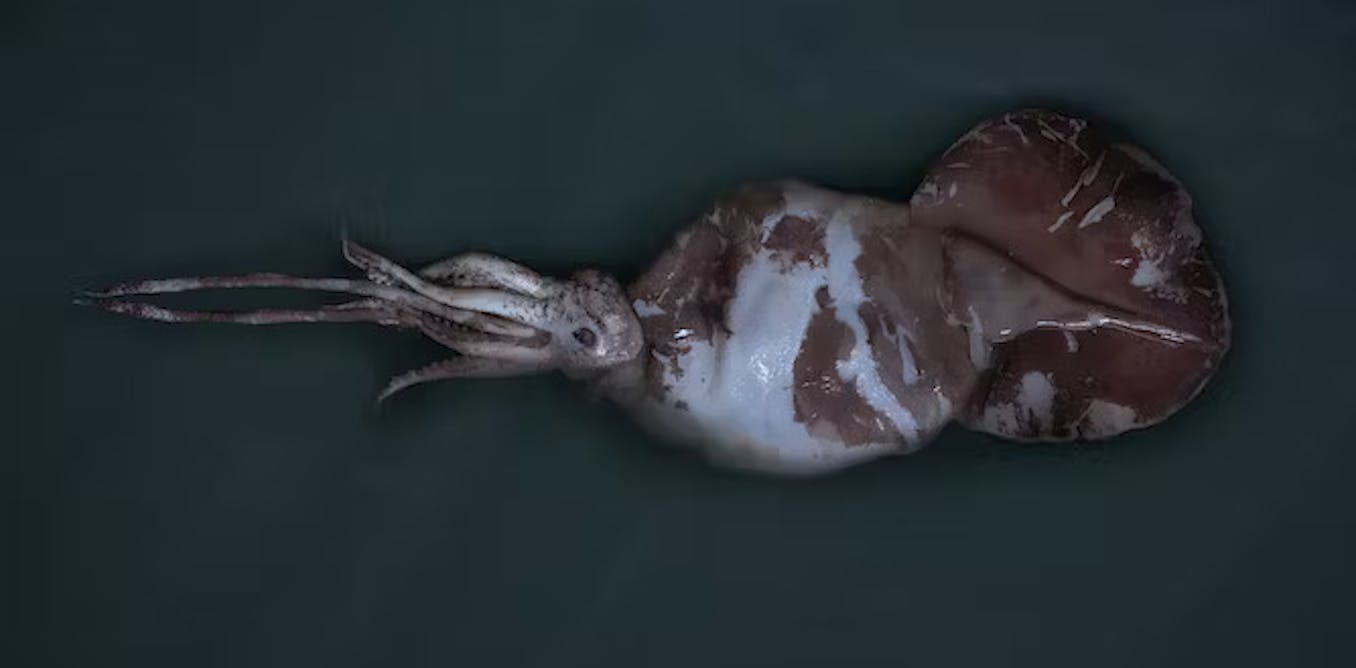 Adakah orang yang pernah melihat colossal squid?