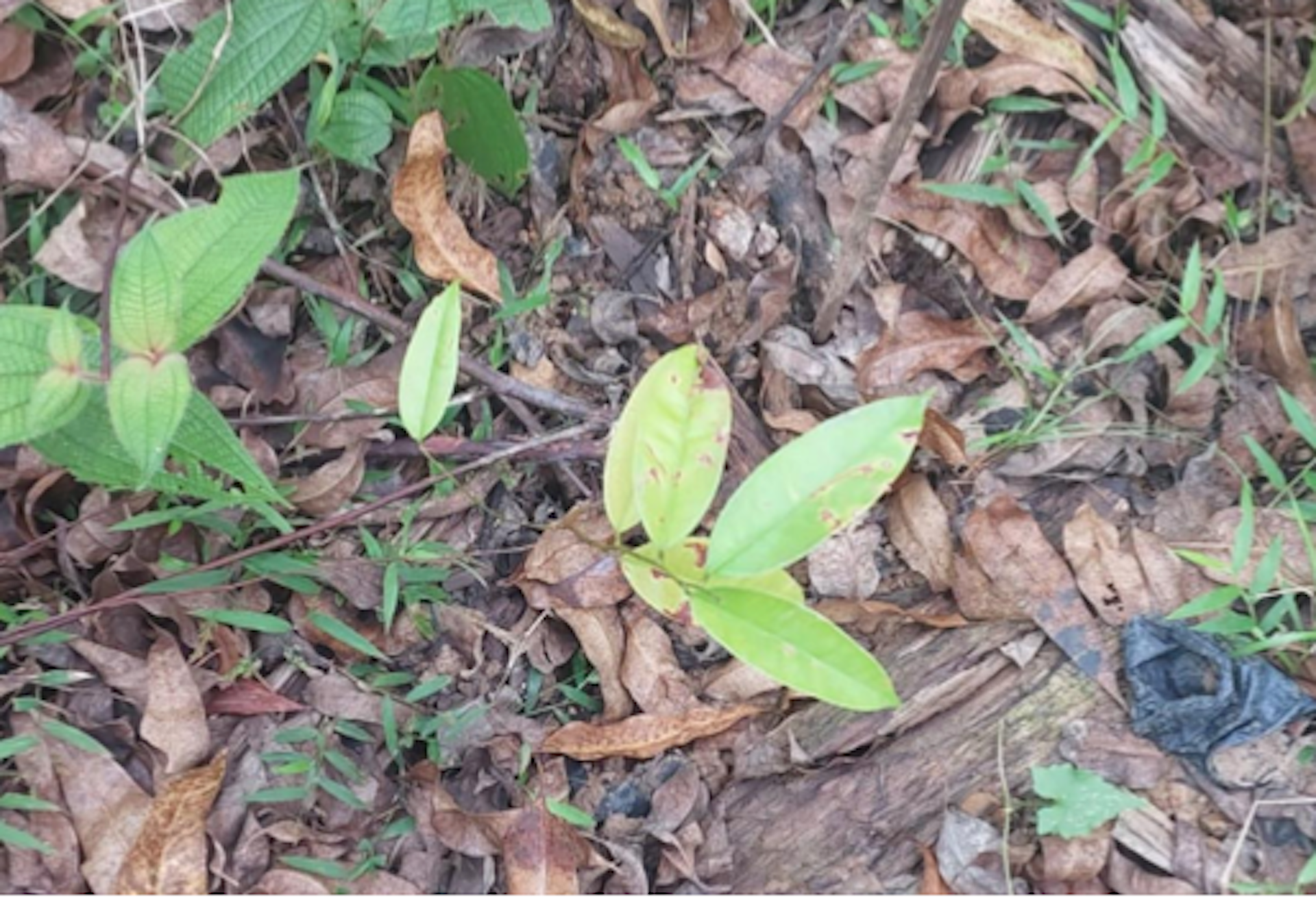 Bibit tanaman hutan IKN