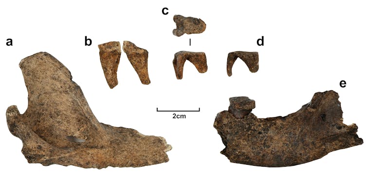 Several bone fragments and teeth on a white background