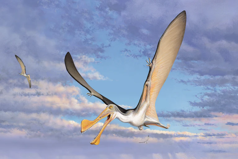 Illustration of a birdlike animal with a bill that looks like tongs flying across a beach