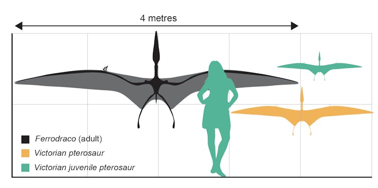 Silhouettes of a woman compared with Australian Cretaceous pterosaurs