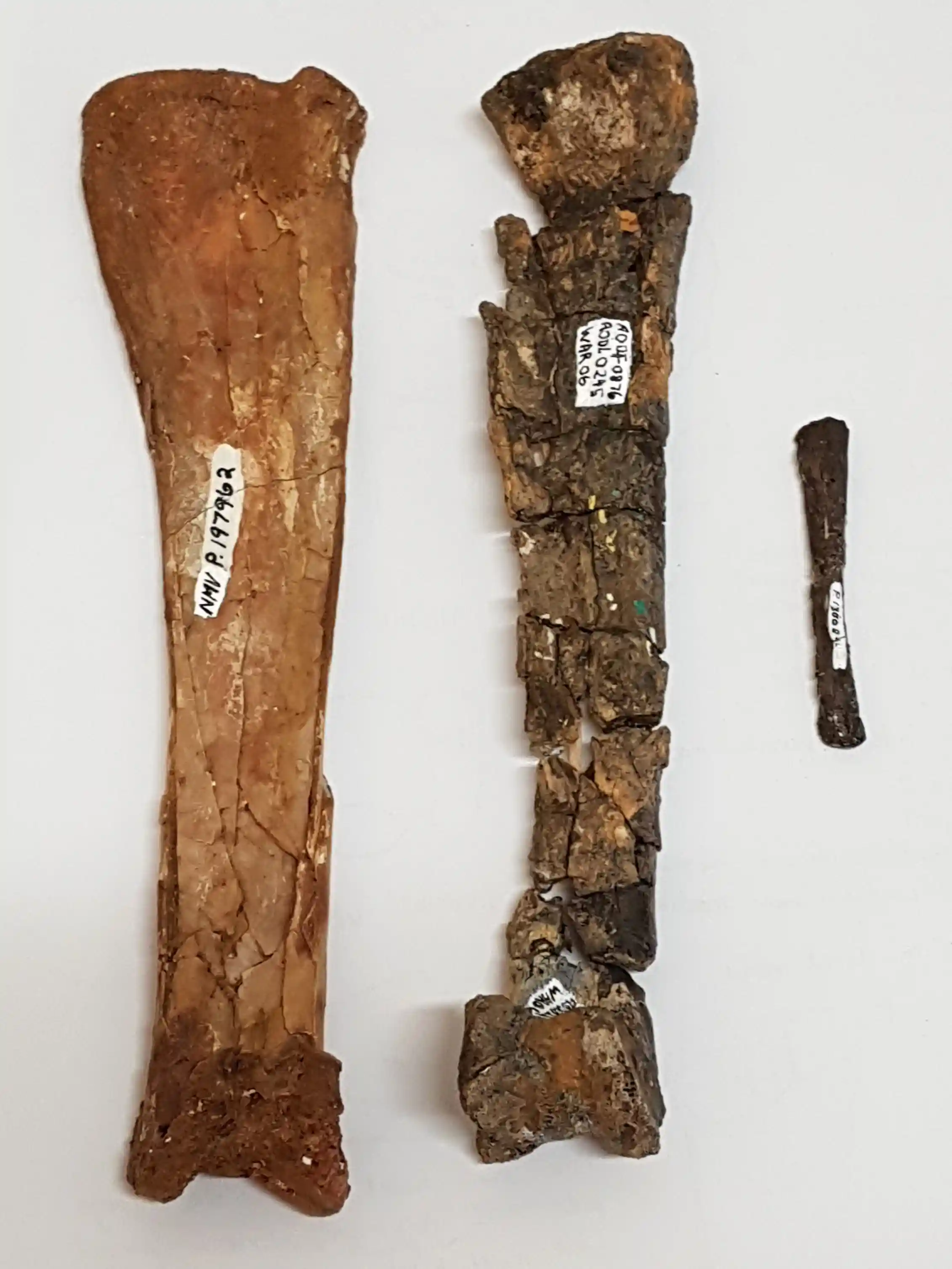 Mythunga These magnificent 107-million-year-old pterosaur bones are the oldest ...