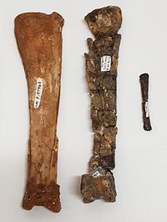 Three pterosaur wing bones