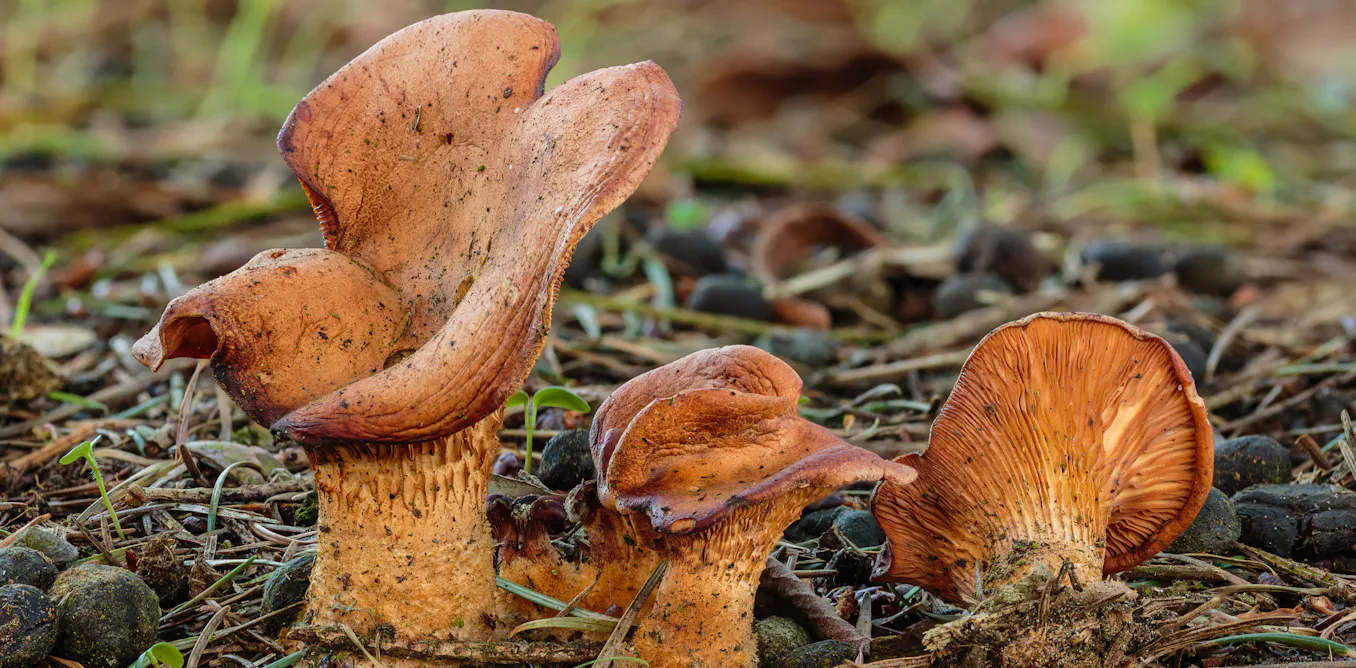 comment un champignon comestible pourrait corriger notre ADN comment un champignon comestible pourrait corriger notre ADN