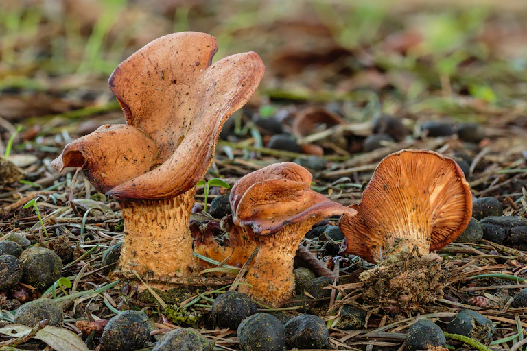 Photo de clitocybe flasque (Lepista flaccida)