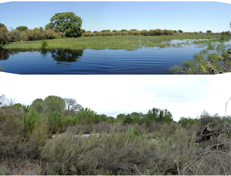 Laguna del Alcornoque del Pato, flooded in 2011 (top) and covered with scrub and pine trees in 2023 (bottom), with the cork oak that gives it its name dead and dry.