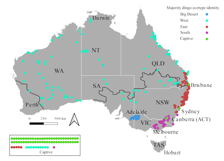 A map showing the distribution of the four wild dingo populations across Australia