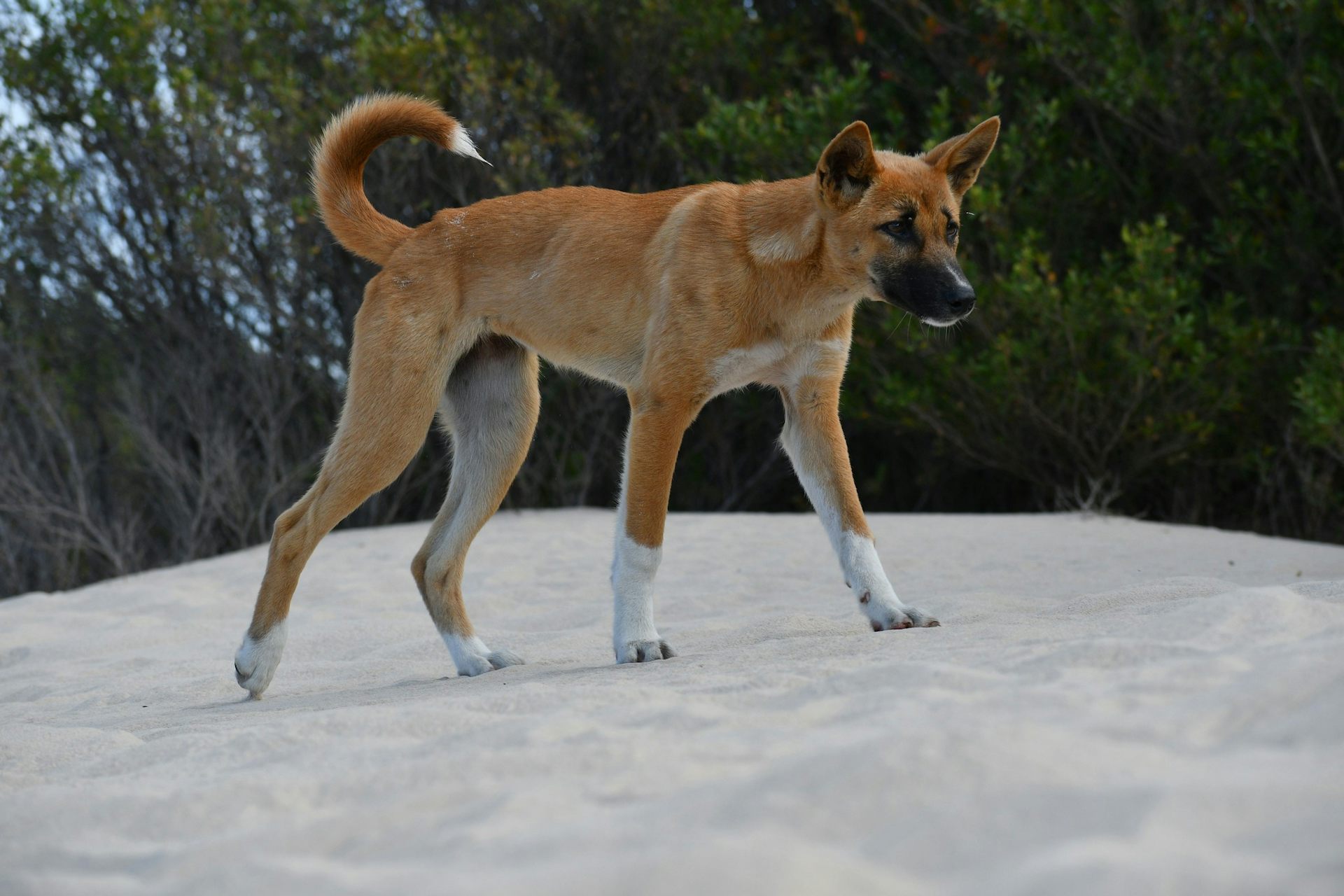 A dingo with a black muzzle walking on a sandy beach with green scrub in the background